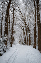 Obraz premium Winding forest path lined with snow-covered trees