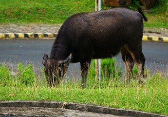 Cow