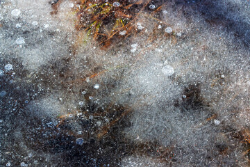 Transparent thin ice covered the swamp with yellow autumn grass in winter