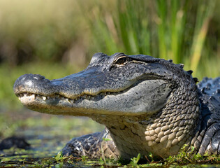 Obraz premium Alligator in the everglades