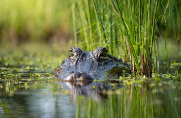Alligator lurking in a swamp close up 