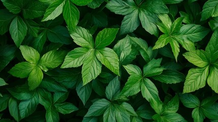 Natural background with tropical leaves. The texture of a green leaf