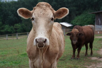 Brown cow standing and eating grass in a field