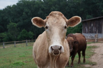 Brown cow standing and eating grass in a field