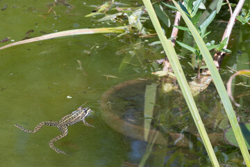 grenouille dans l'eau
