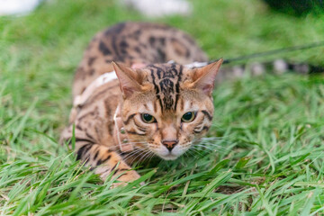 A lively Bengal cat with its distinctive spotted coat joyfully explores the grassy outdoors, exuding the grace and energy of a small jungle cat. Its vibrant markings, sleek physique