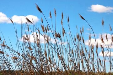 Wild grasses gently swaying against blue sky