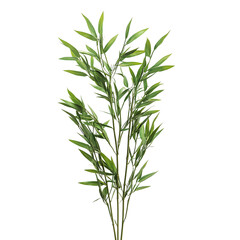 Fototapeta premium Water bamboo isolated on a transparent background and white background. Photo and PNG file