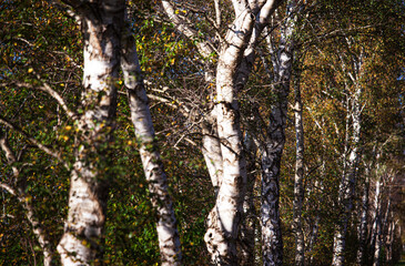 Autumn colors at the Thülsfelder Dam, Germany