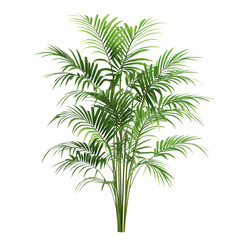 Parlor palm isolated on a transparent background and white background. Photo and PNG file