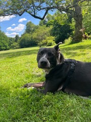 dog on the grass