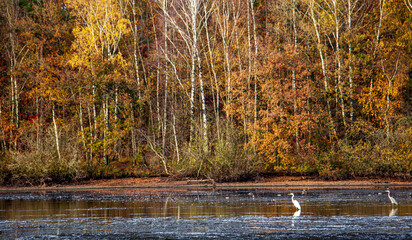 Autumn colors at the Thülsfelder Dam, Germany