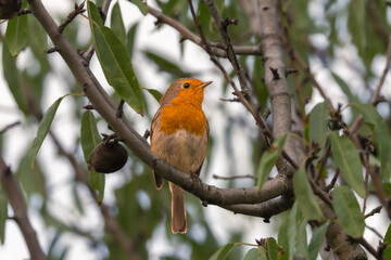 European Robin perched on a tree in the morning light