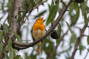 European Robin perched on a tree in the morning light