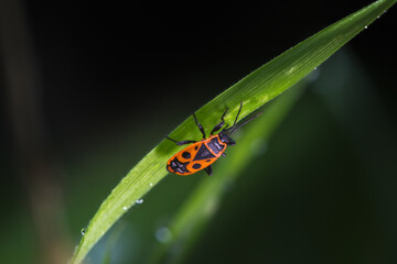 firebug close up in morning light