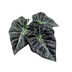 Alocasia Frydek isolated on a transparent background and white background. Photo and PNG file