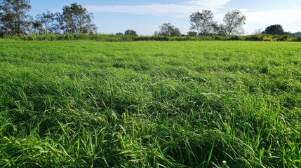 Photo. A meadow with lush green grass