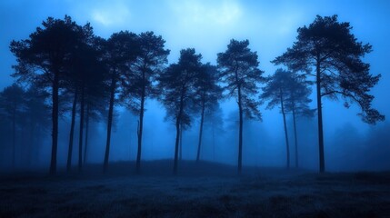 A cluster of tall pine trees silhouetted against a blue, foggy sky at dusk, creating a mysterious and ethereal atmosphere.
