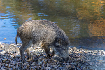 Young wild boar looking for food by the pond