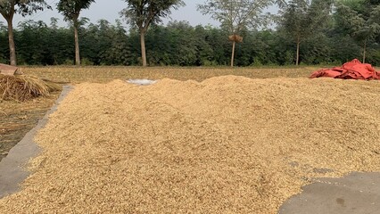 Pile of Rice Porridge Drying in the Sun, Traditional Food Preparation, Natural Sun-Drying Process, Homemade Rice Dish, Rural Cuisine, Organic Food Preservation, Asian Culinary Tradition