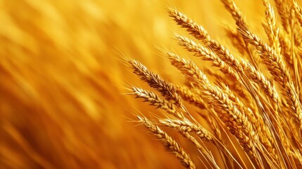 A close-up view of golden wheat stalks against a blurred golden background, highlighting the texture and richness of the harvest.