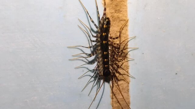 milipede moving on wall