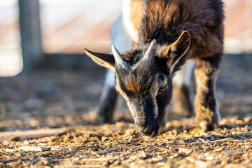 Close-Up of a Curious Young Goat on a Farm