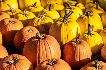 Bright Orange and Yellow Pumpkins in a Sunny Pumpkin Patch