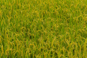 Close-up of green rice plants in a field at sunset, capturing the beauty of rural agriculture and nature