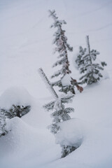 Snow covered pines on a snowy background