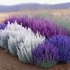 Obraz premium A vibrant display of lavender plants in various shades and textures.