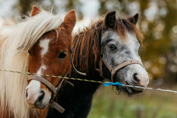 Two ponies in the pasture in autumn