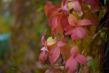 In autumn, the park transforms into a breathtaking scene as leaves turn golden, red, and orange, blanketing the ground in warm colors while a crisp breeze stirs the air.
