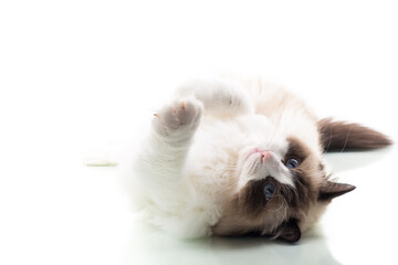 Happy beautiful Ragdoll cat isolated on white background