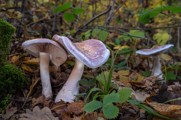 Goliath webcap mushroms (Cortinarius praestans) in the autumn forest