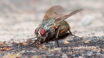 close up of a fly