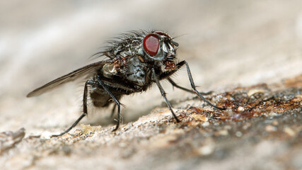 close up of fly