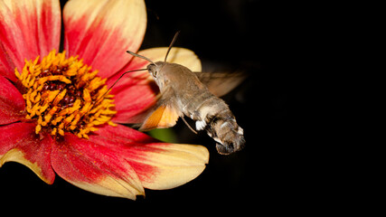 hummingbird and flower