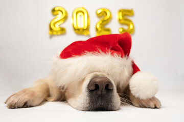 Dog with balloons 2025 for new year. Golden retriever for Christmas lying on white background with...