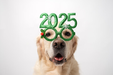 Dog with glasses 2025 for new year. Golden retriever for Christmas sitting on white background with green glasses. Postcard with space for text for new year with pet.