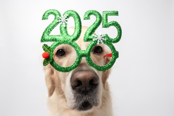 Dog with glasses 2025 for new year. Golden retriever for Christmas sitting on white background with green glasses. Postcard with space for text for new year with pet.