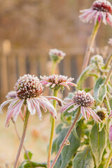 First frost on Echinacea blossoms in garden