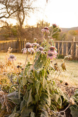 First frost on Echinacea blossoms in garden