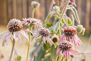 First frost on Echinacea blossoms in garden