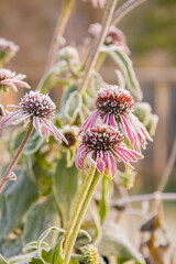 First frost on Echinacea blossoms in garden