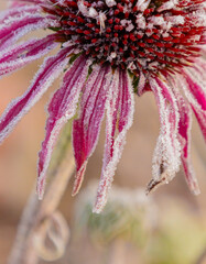 First frost on Echinacea blossoms in garden