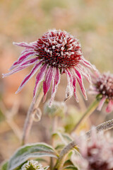 First frost on Echinacea blossoms in garden