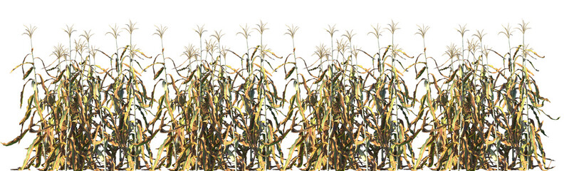 Set of Zea mays (also known as corn) frontal isolated png on a transparent background perfectly cutout high resolution