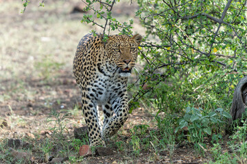 Leopard (Panthera Pardus) hunting. This leopard was hunting  in Mashatu Game Reserve in the Tuli Block in Botswana  