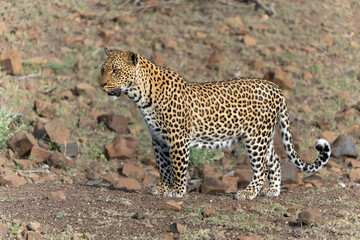 Leopard (Panthera Pardus) hunting. This leopard was hunting  in Mashatu Game Reserve in the Tuli Block in Botswana  